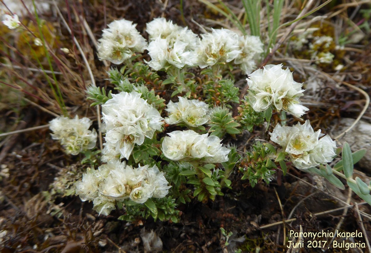 Paronychia canadensis