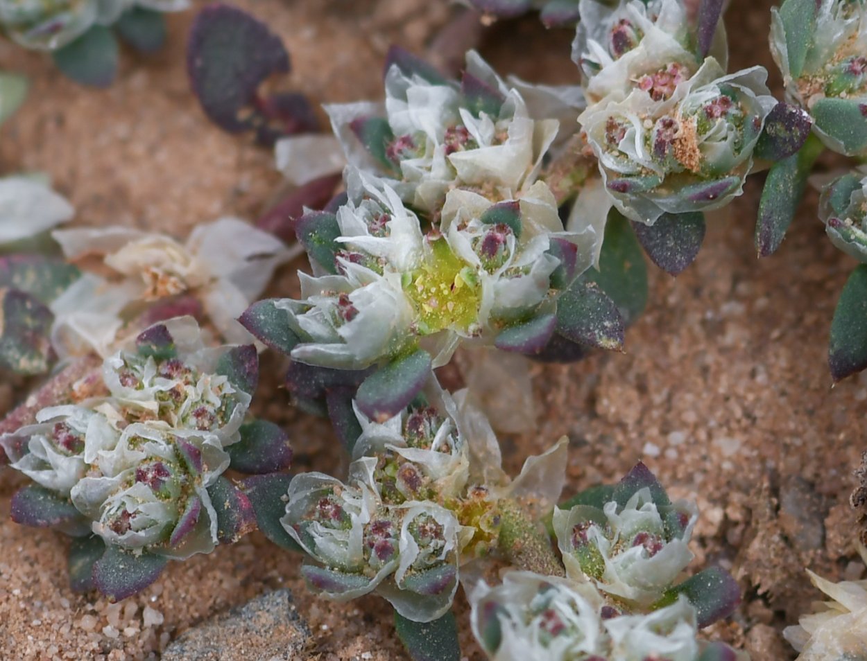Паронихия капелла почвопокровное