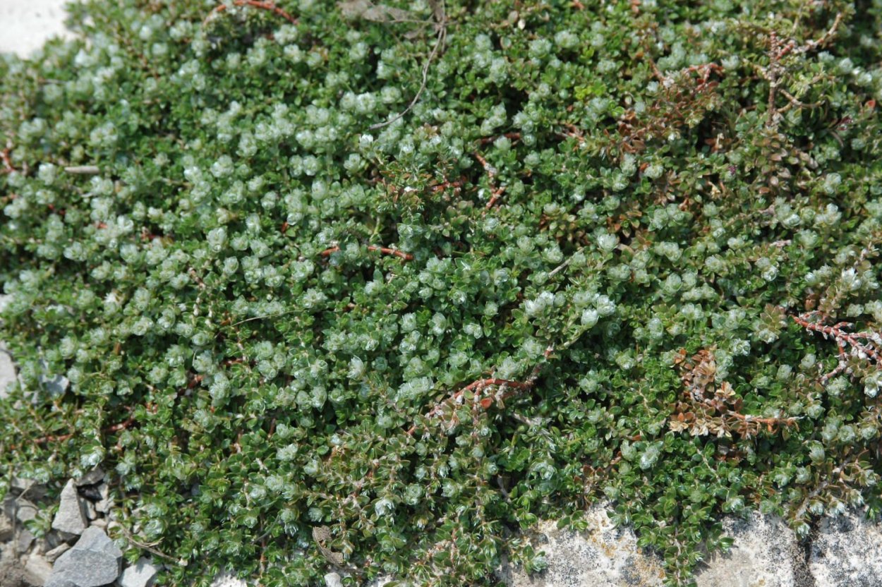 Paronychia canadensis