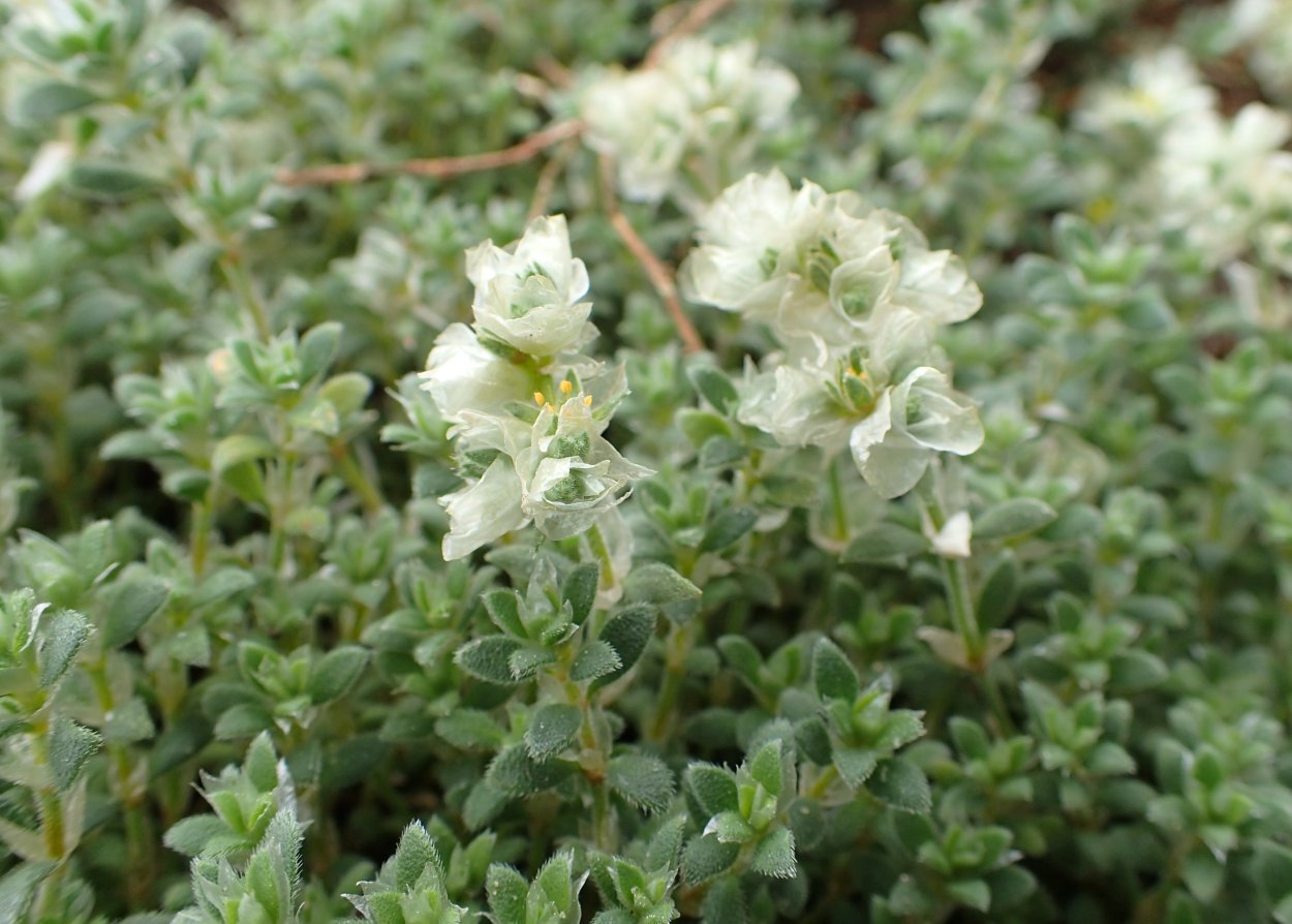 Паронихия капелла почвопокровное