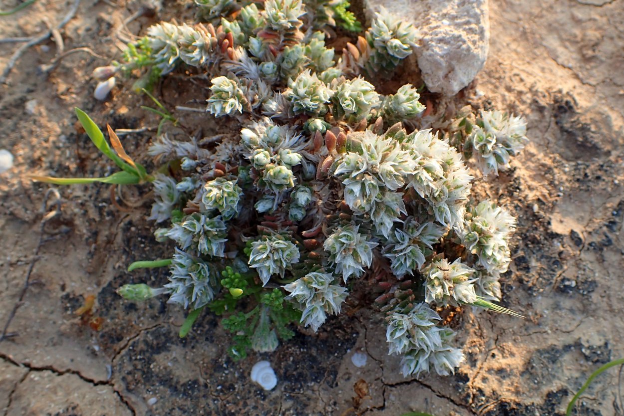 Paronychia canadensis