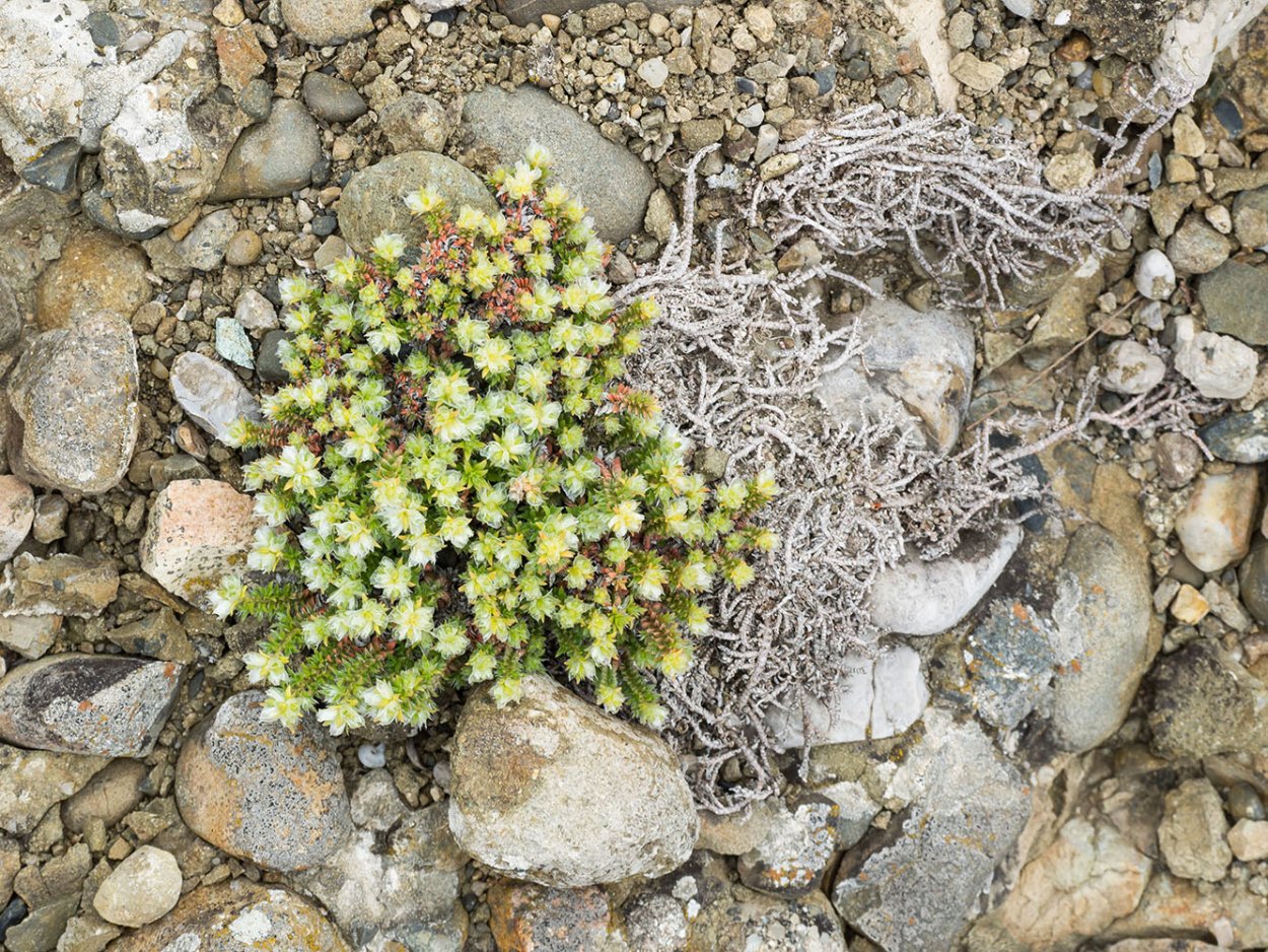 Паронихия подушковидная