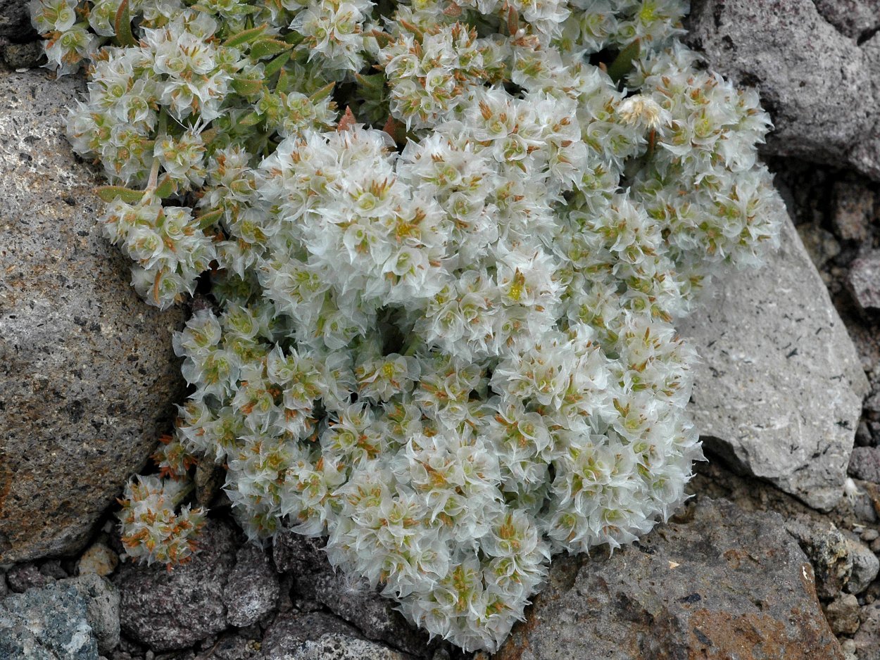 Хроническая паронихия