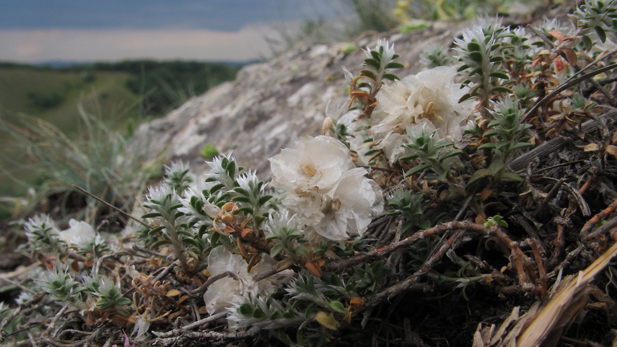 Паронихия (Paronychia) сем. Гвоздичные растение цветок