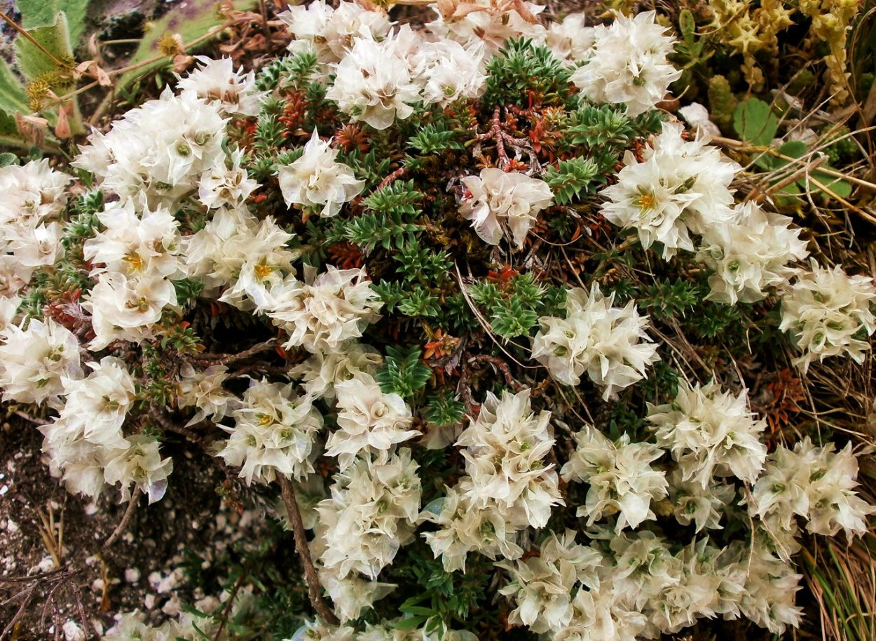 Паронихия головчатая