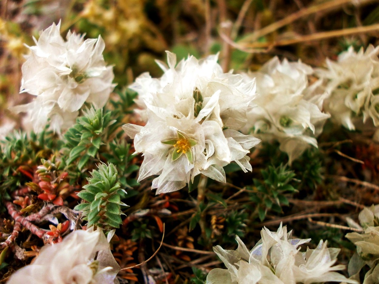 Паронихия головчатая