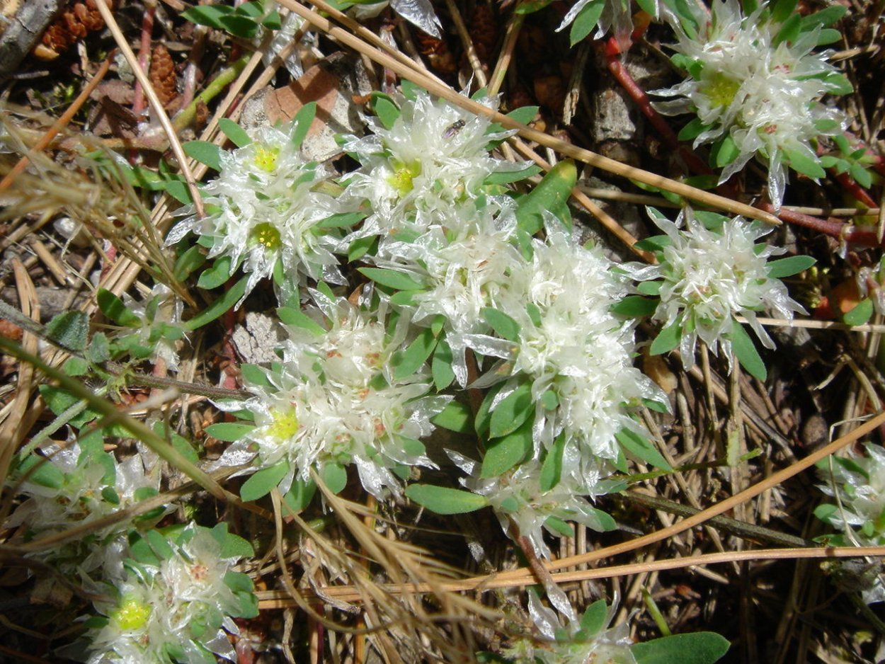 Паронихия kapela Альпийская