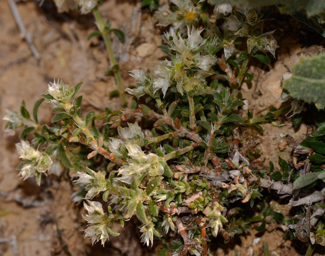 Паронихия капелла растение