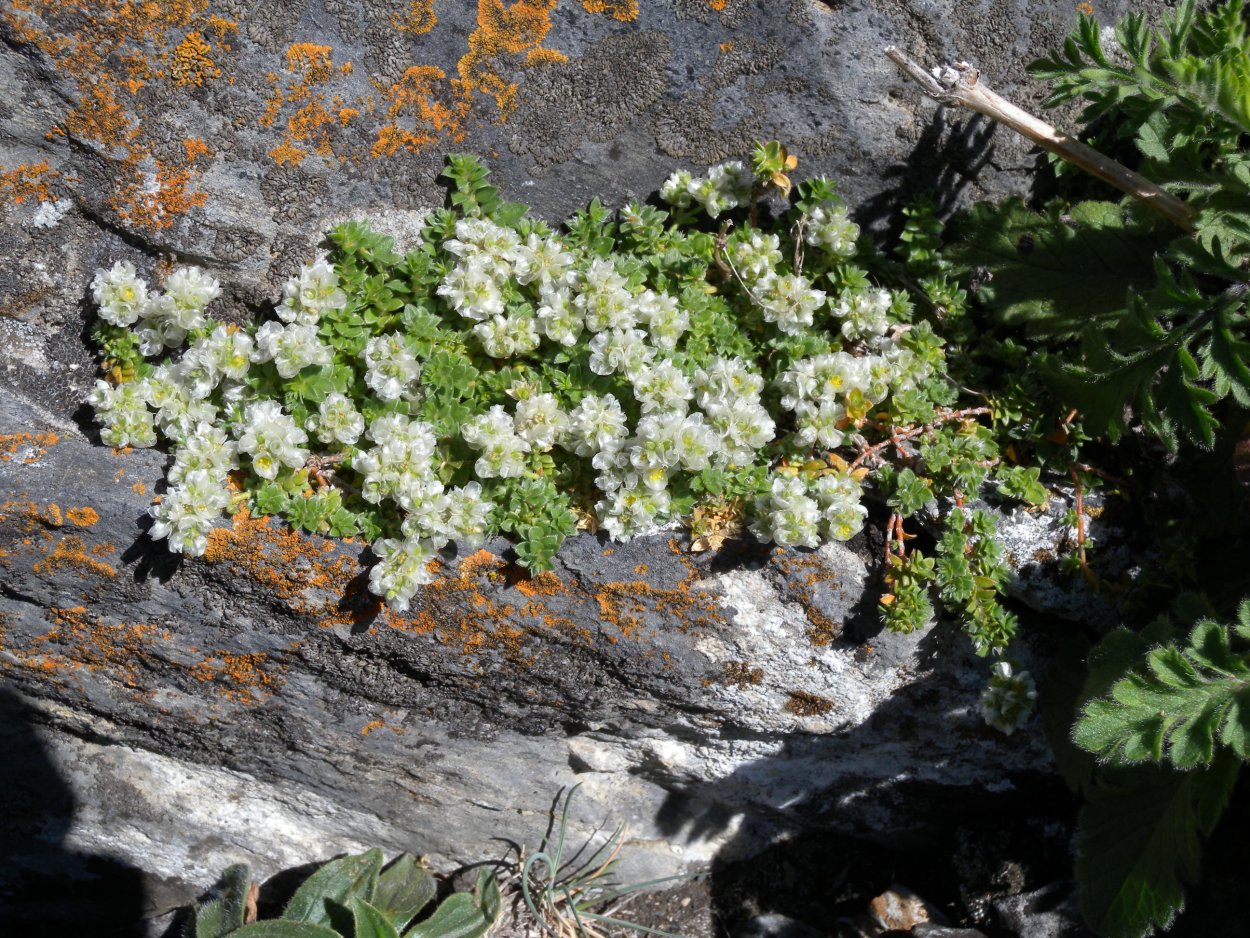 Драба Зюндермана