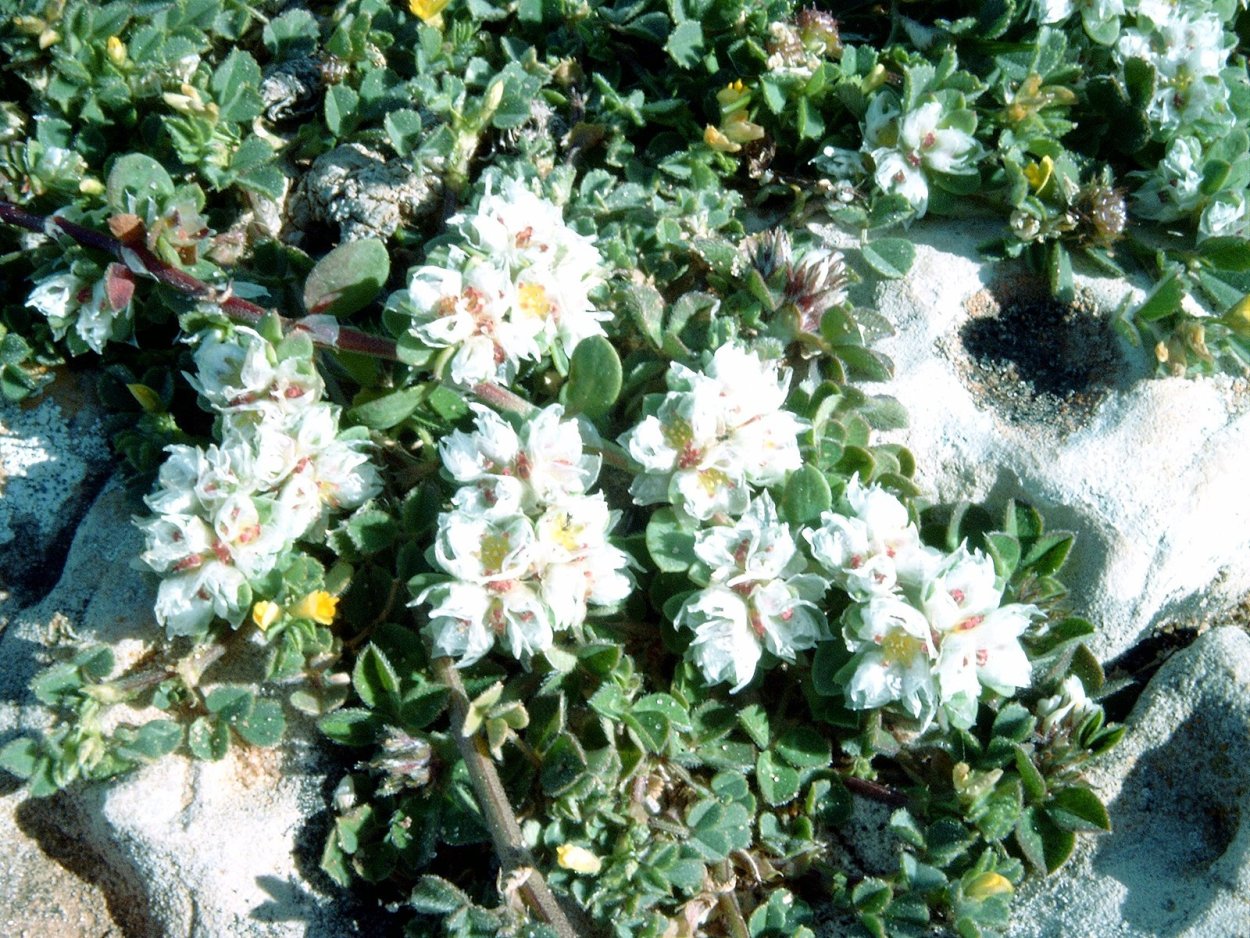 Паронихия подушковидная