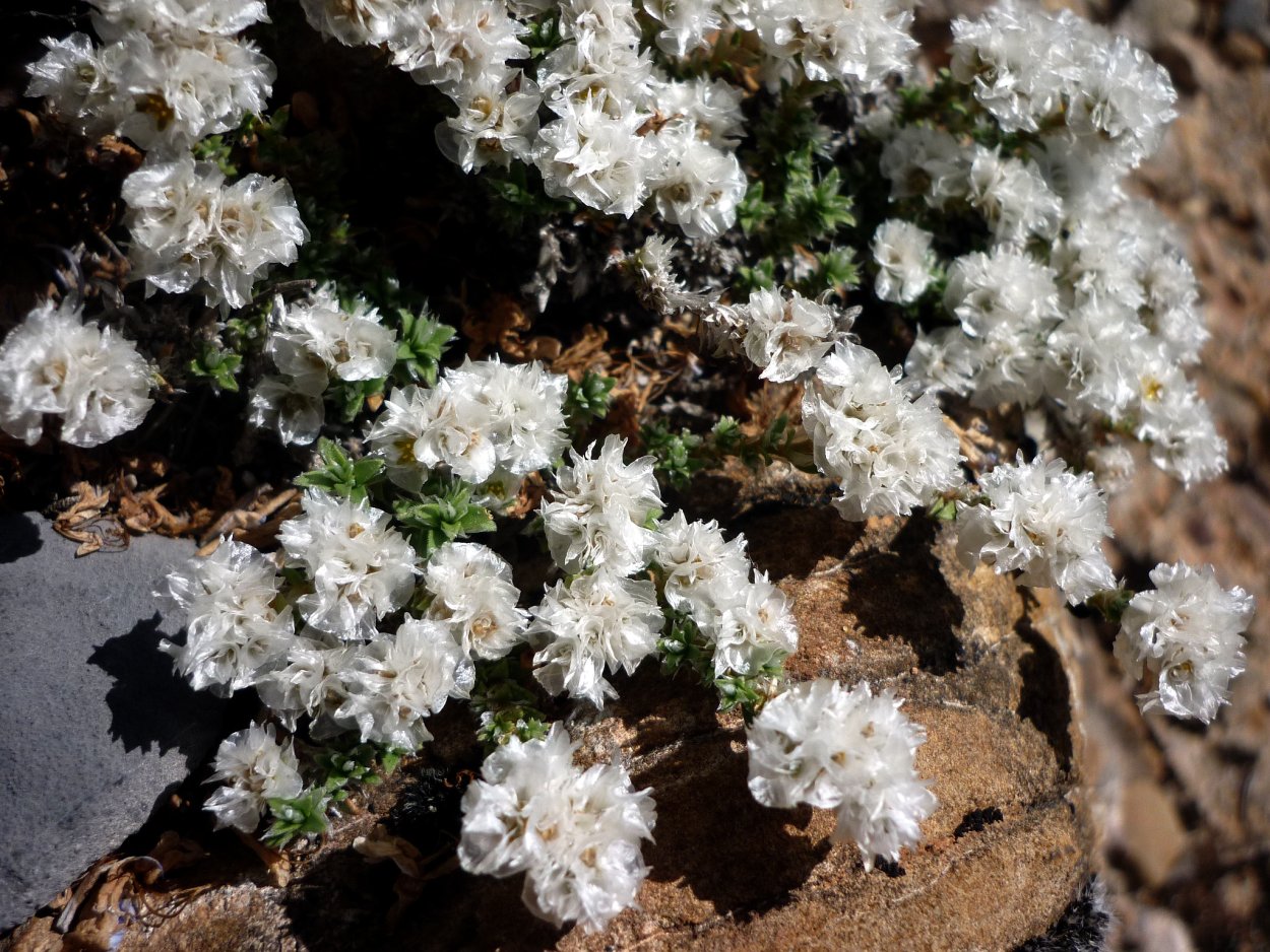 Паронихия подушковидная
