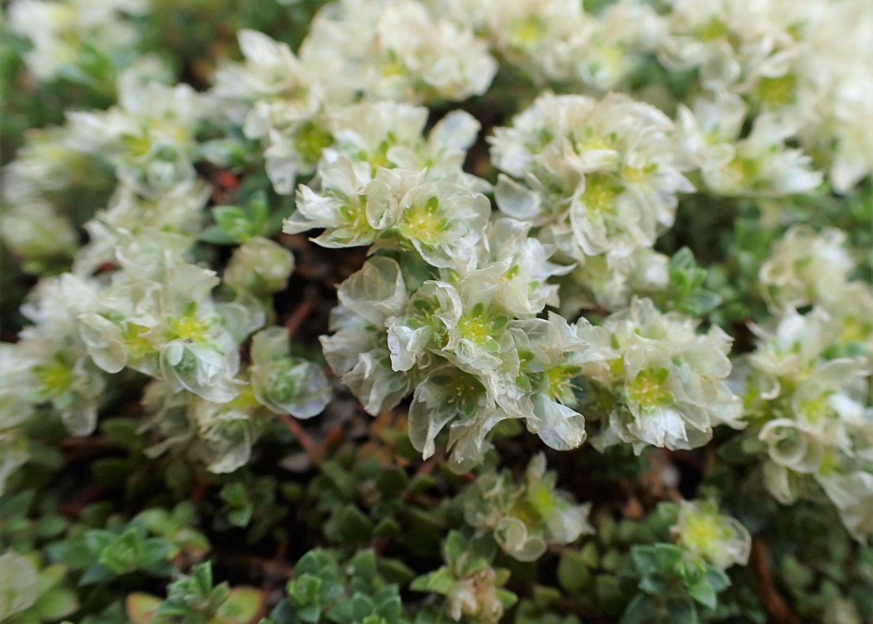 Паронихия капелла почвопокровное