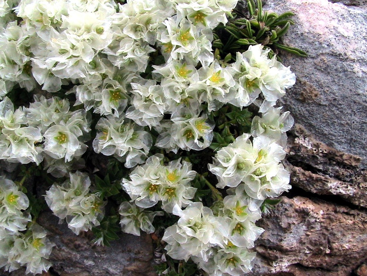 Паронихия капелла