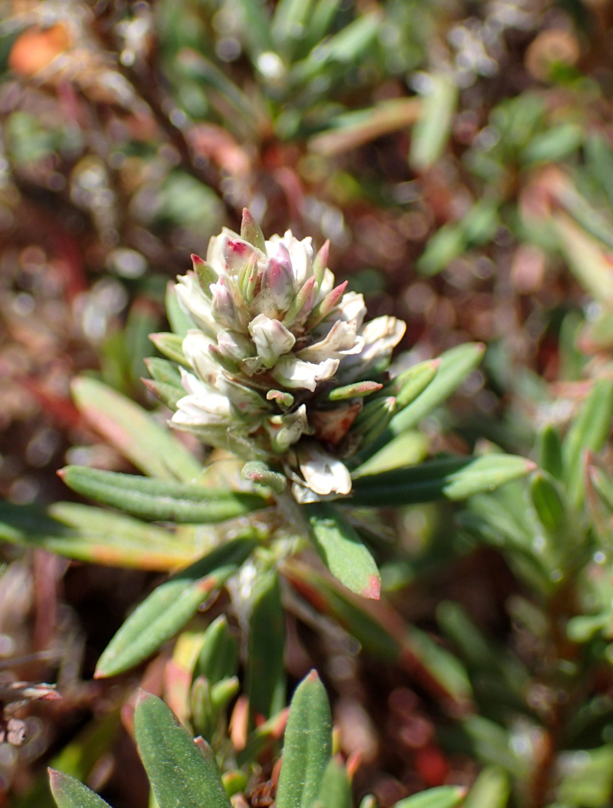 Паронихия растение фото