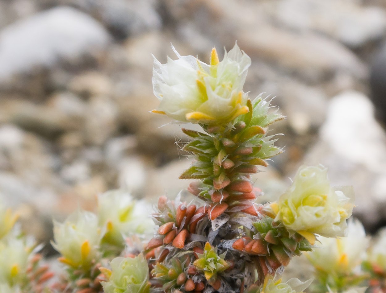 Паронихия подушковидная