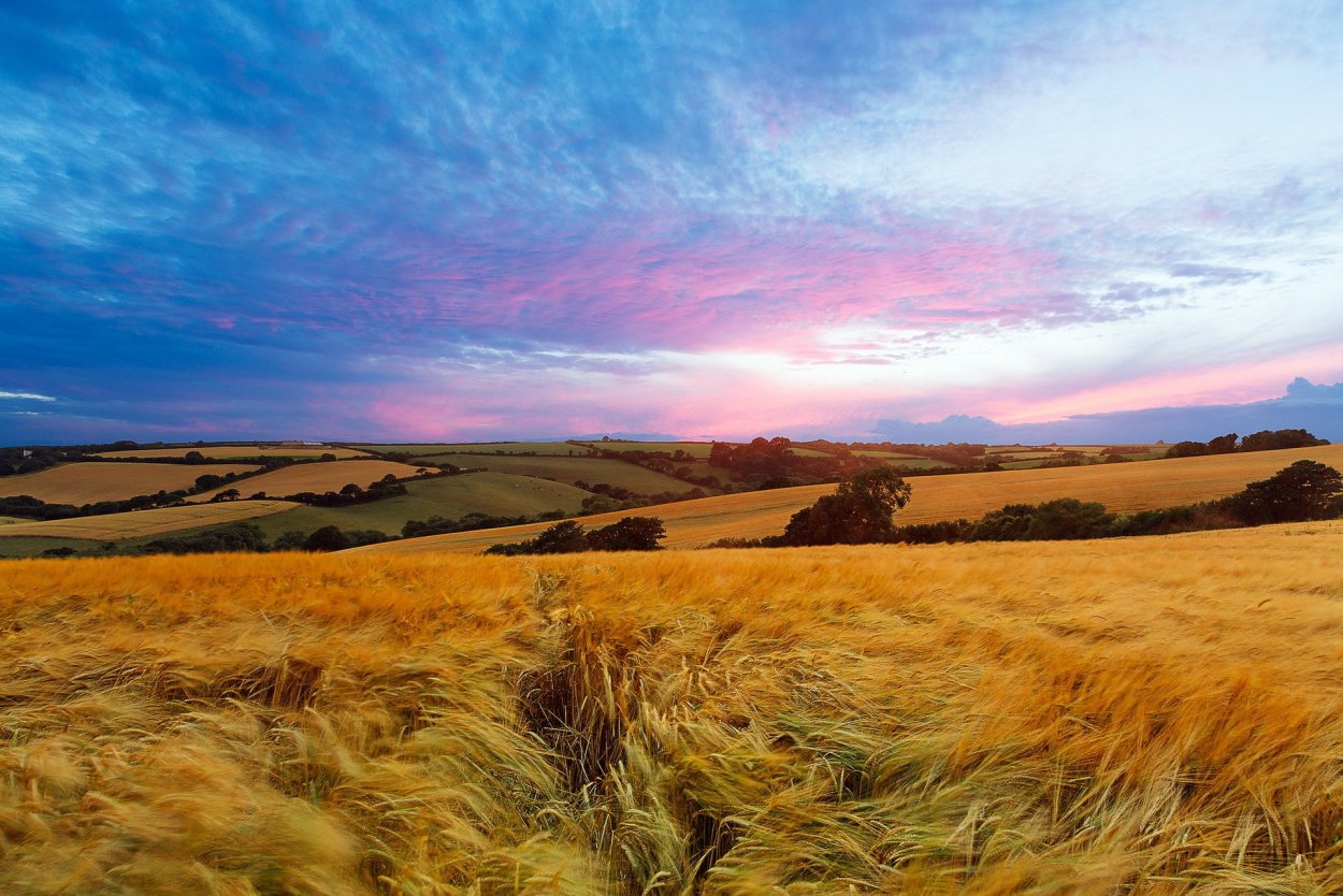 Природа России поля степи