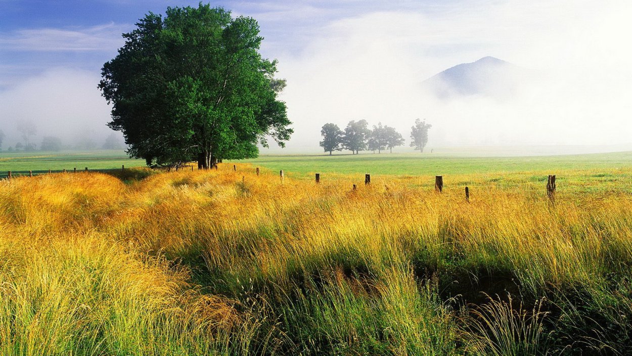 Поле и лес панорама