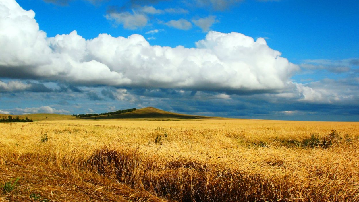 Луга среднерусской лесостепи