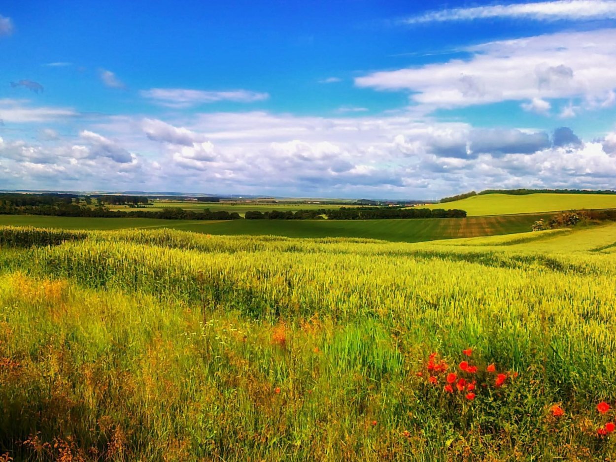 Поле равнина Белоруссия