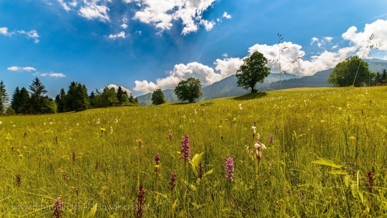 Поле пшеницы рассвет