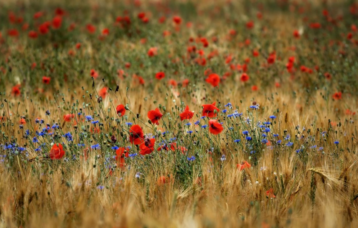 Красивое поле