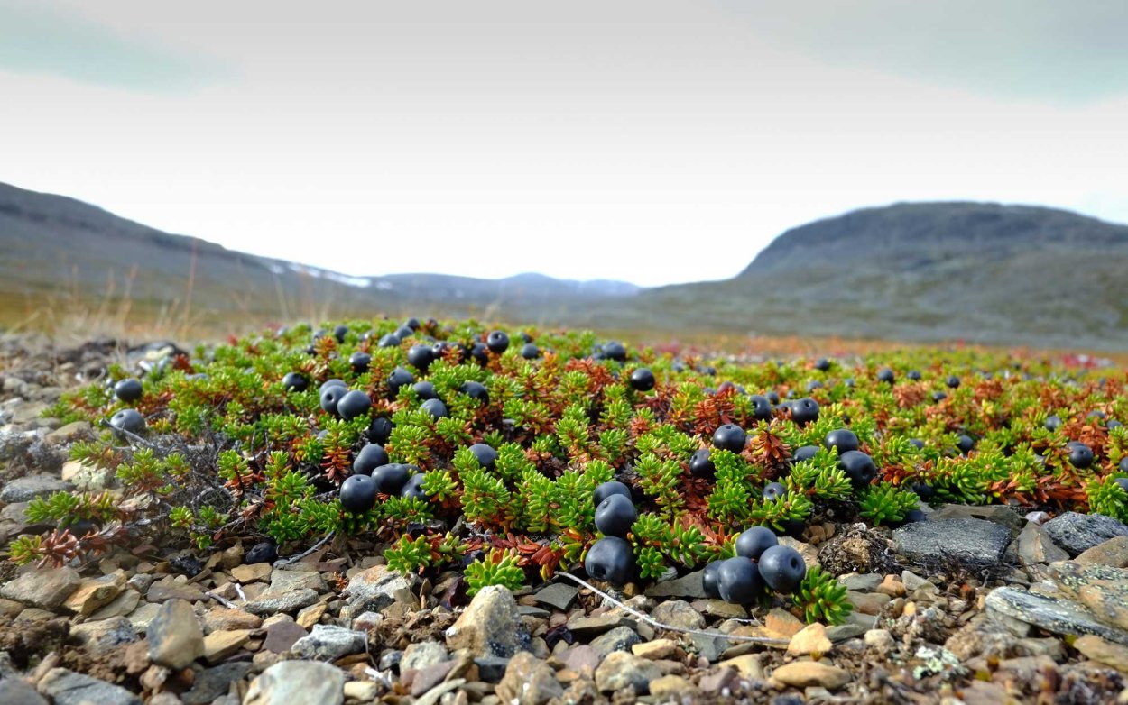 Сопки, тундра Кольский полуостров