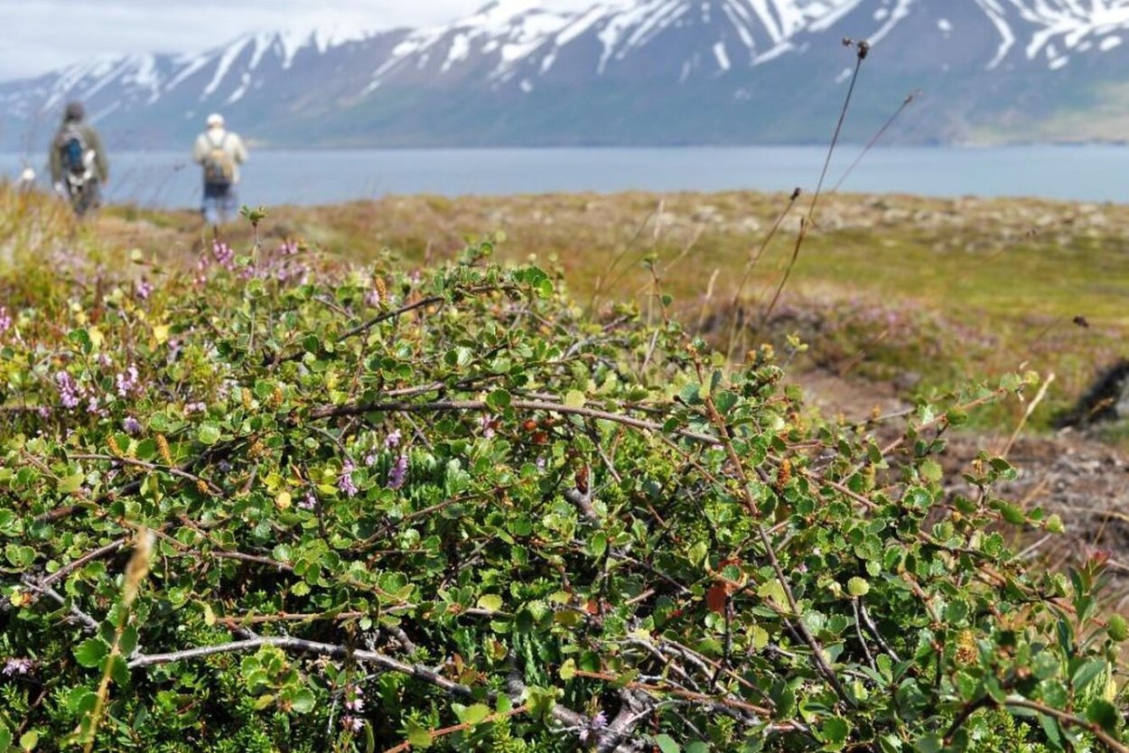 Карликовые тундровые березы