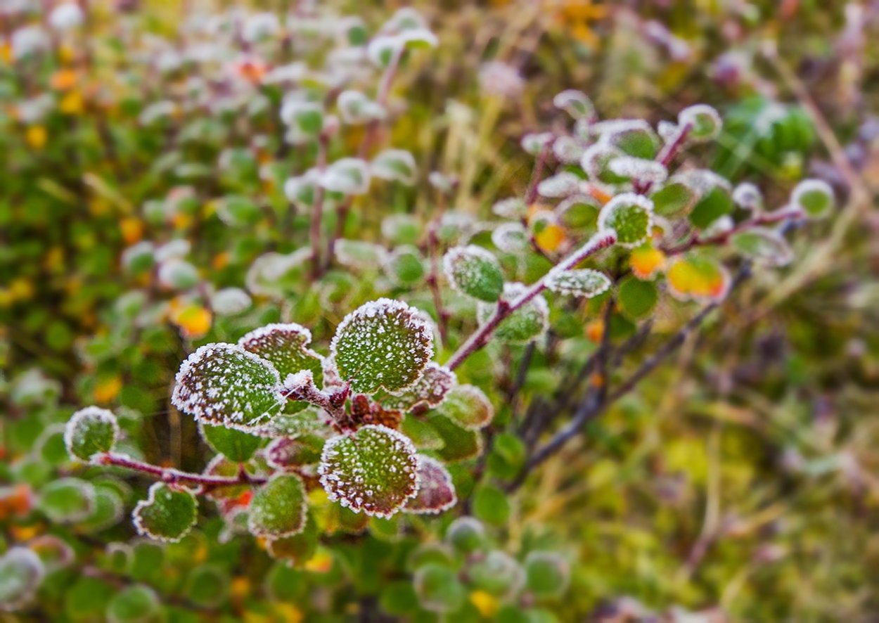 Карликовая берёза в тундре