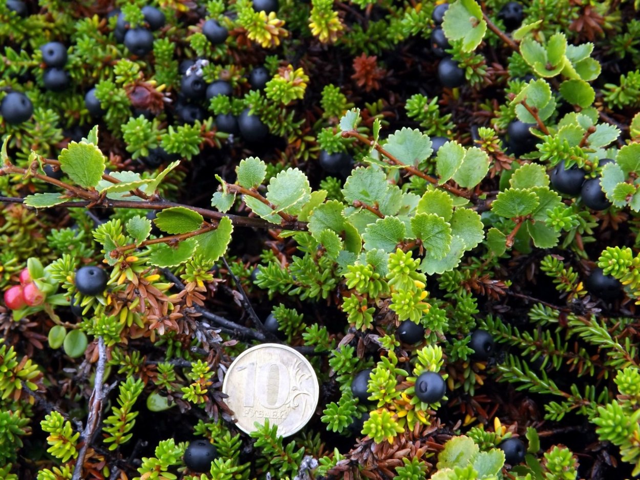 Кустарнички брусника