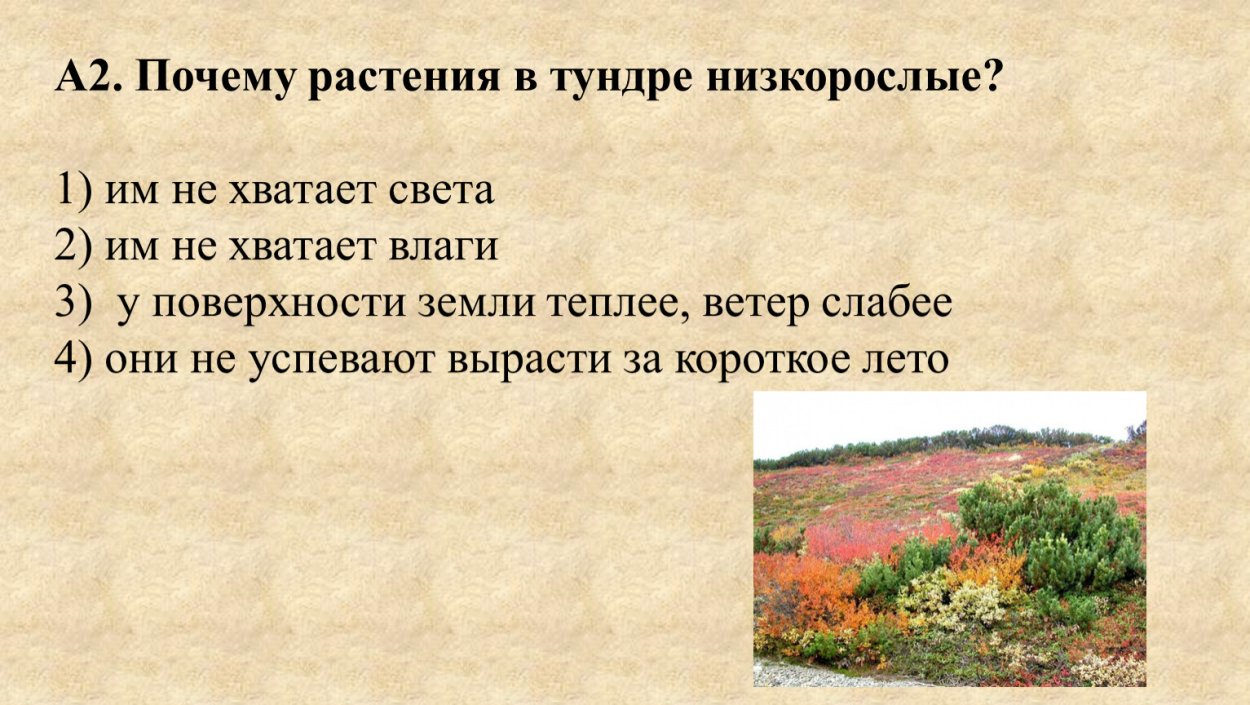 Кустарники и кустарнички тундры