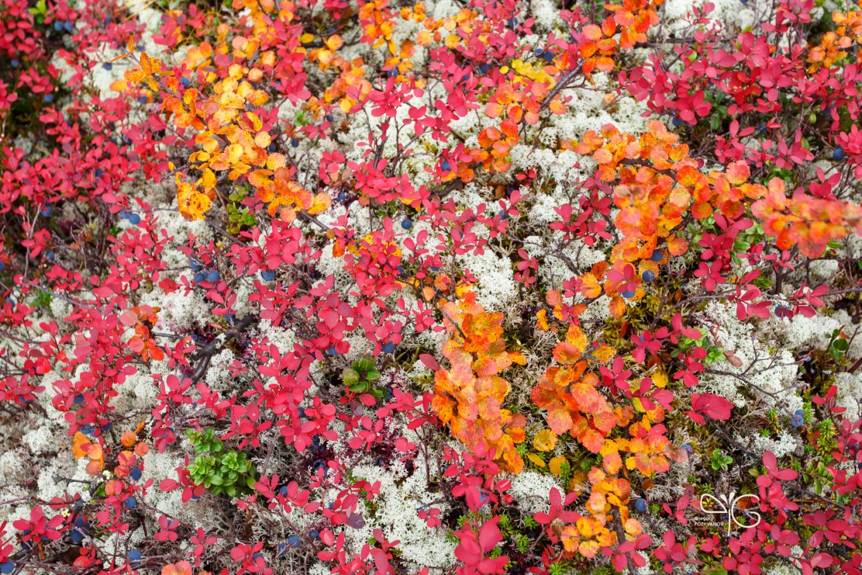 Лишайник ягель