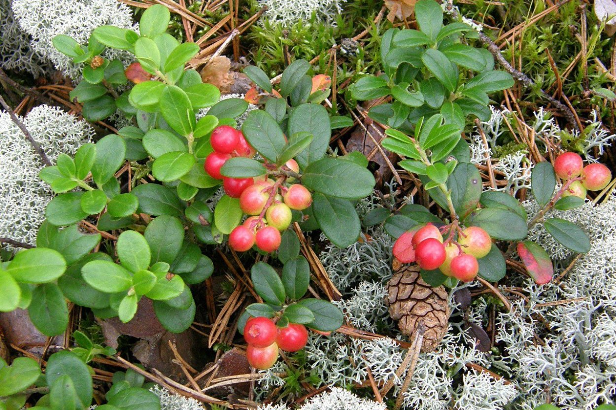 Ягель и ягоды в тундре