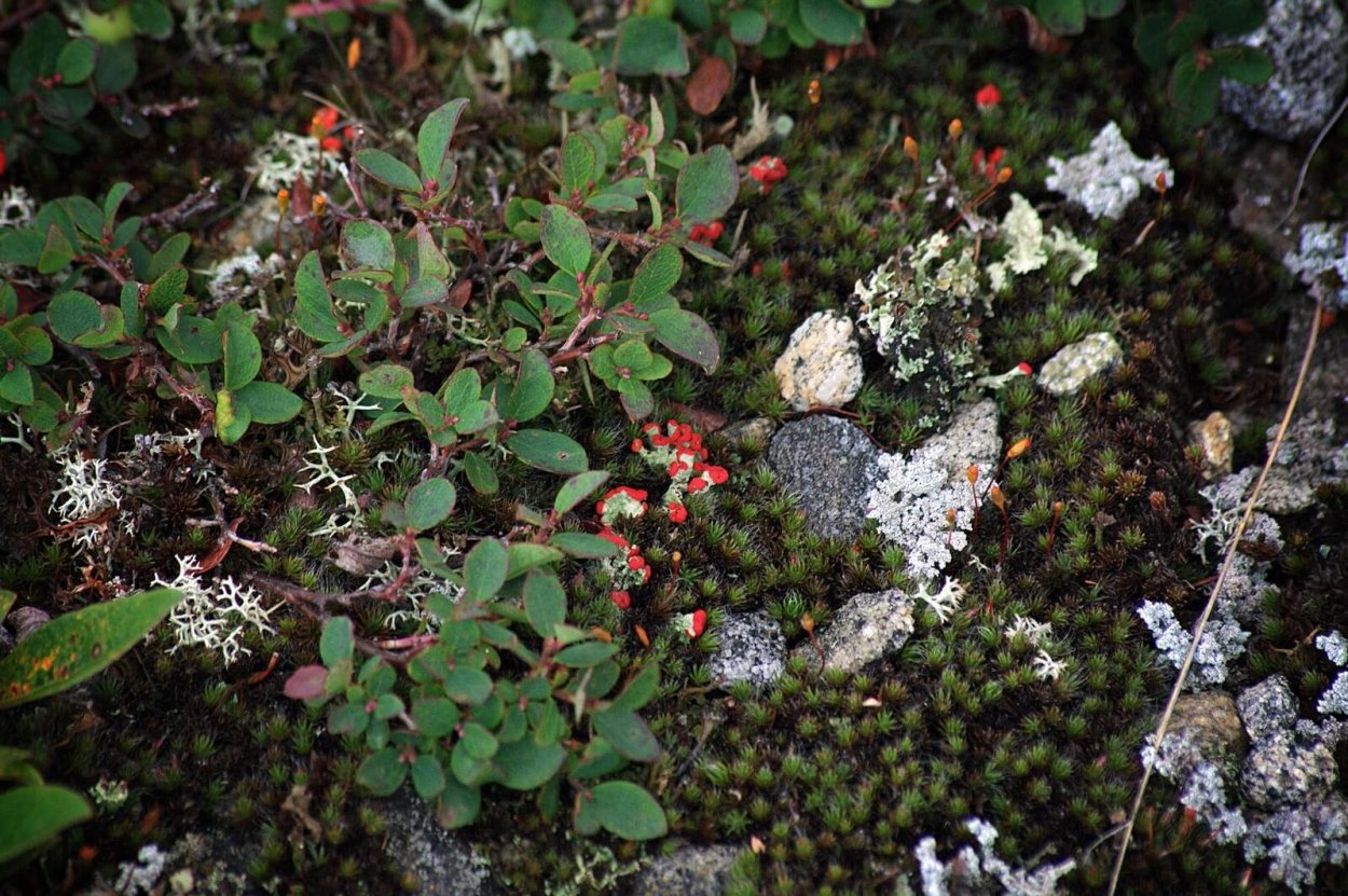 Низкорослые кустарники в тундре
