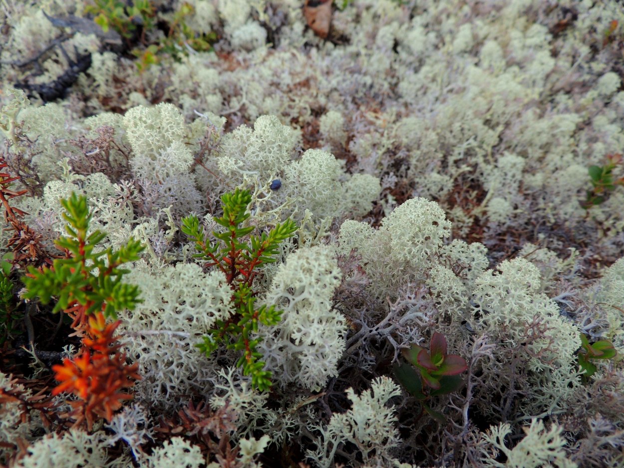 Морошка ягода в тундре