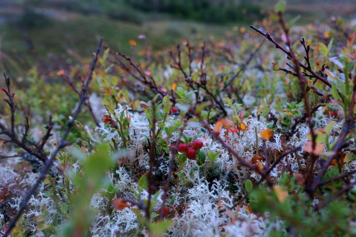 Почему растения в тундре низкорослые ответ