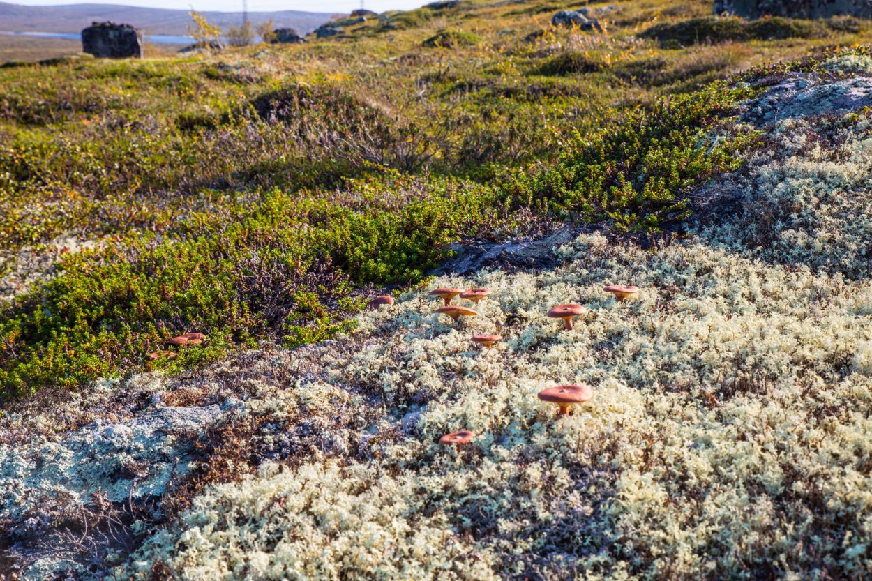 Голубика куст Сибирская