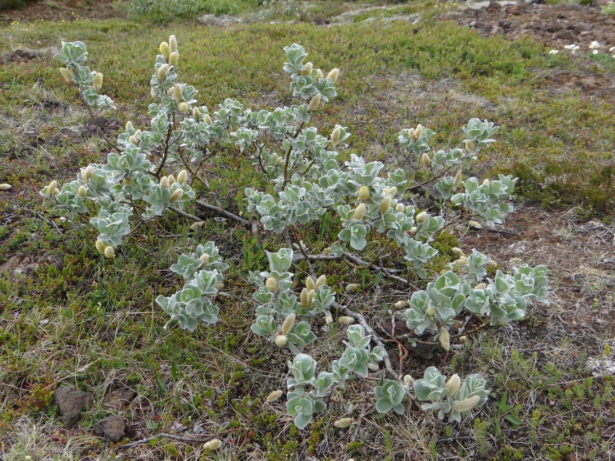 Полярный Мак Врангеля
