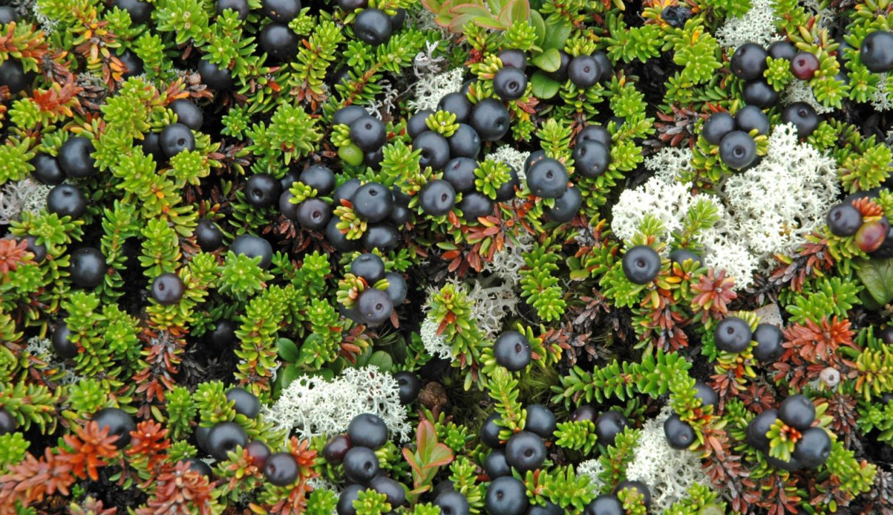 Камнеломка в тундре