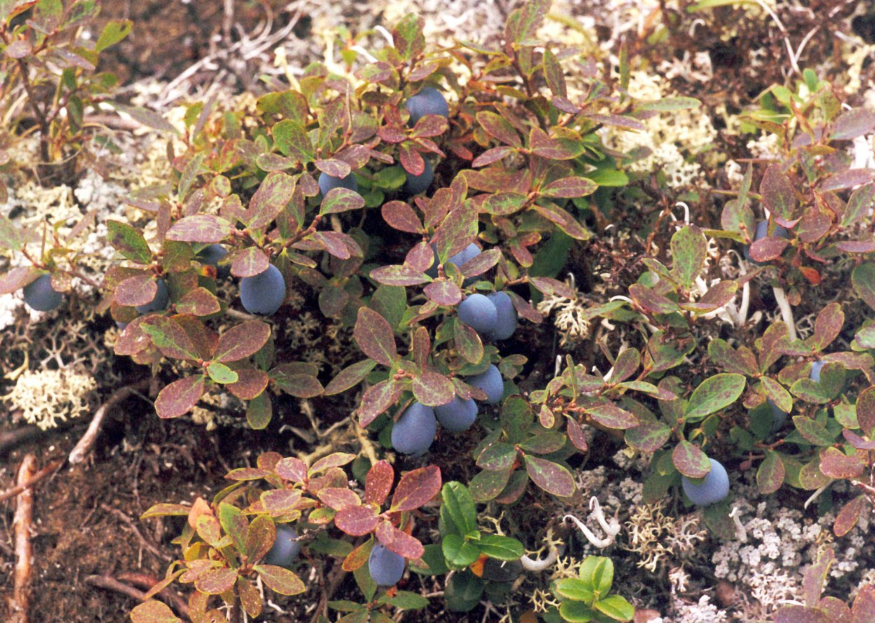 Брусника в тундре