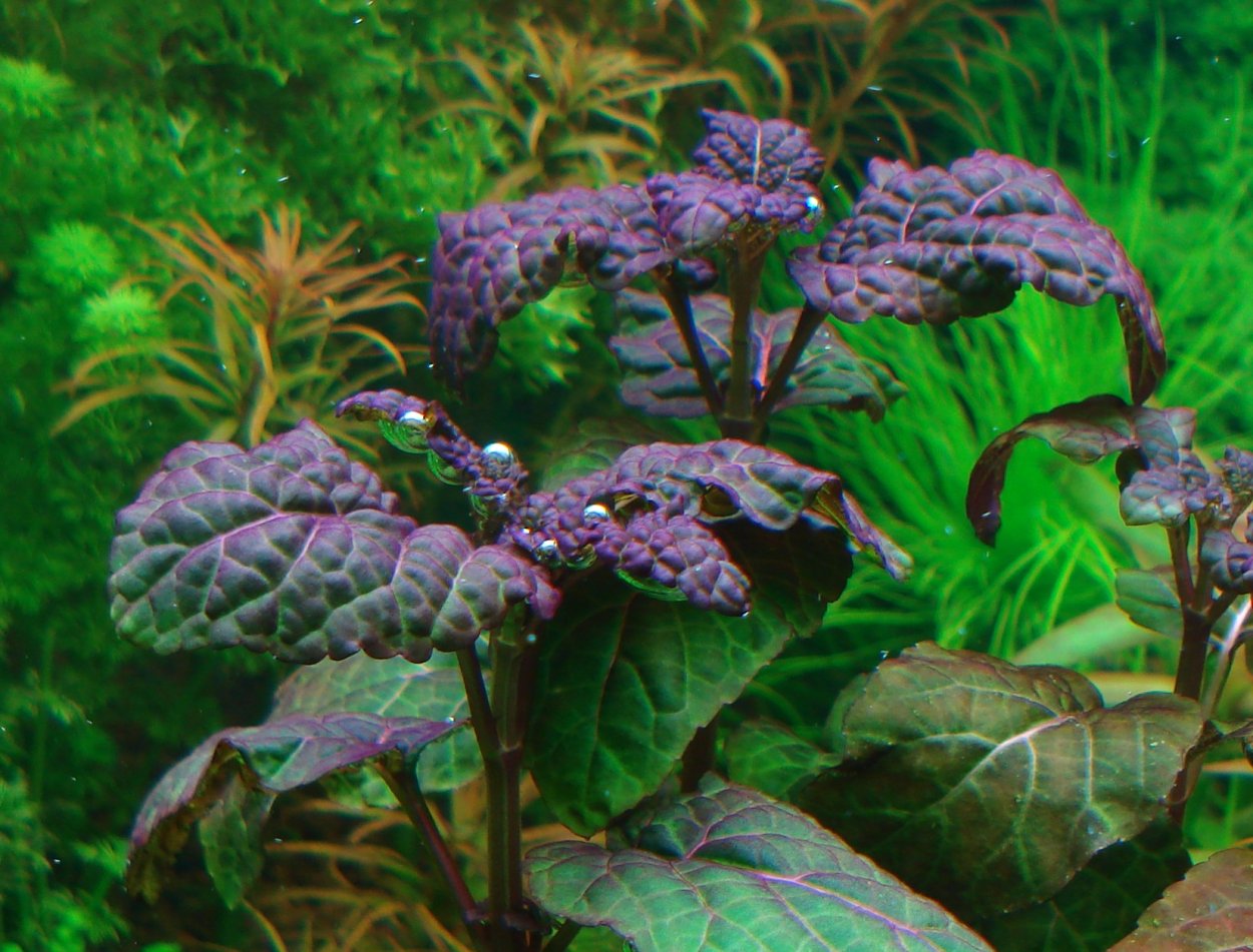 Растение аквариумное 3184347