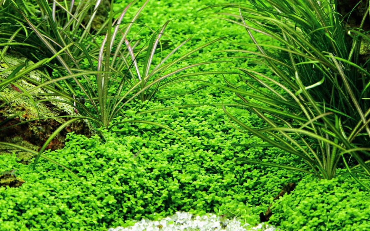 Комнатный аквариум