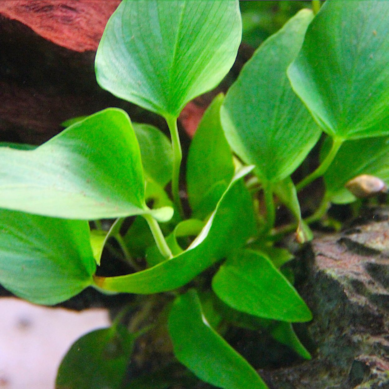 Валлиснерия крученолистная