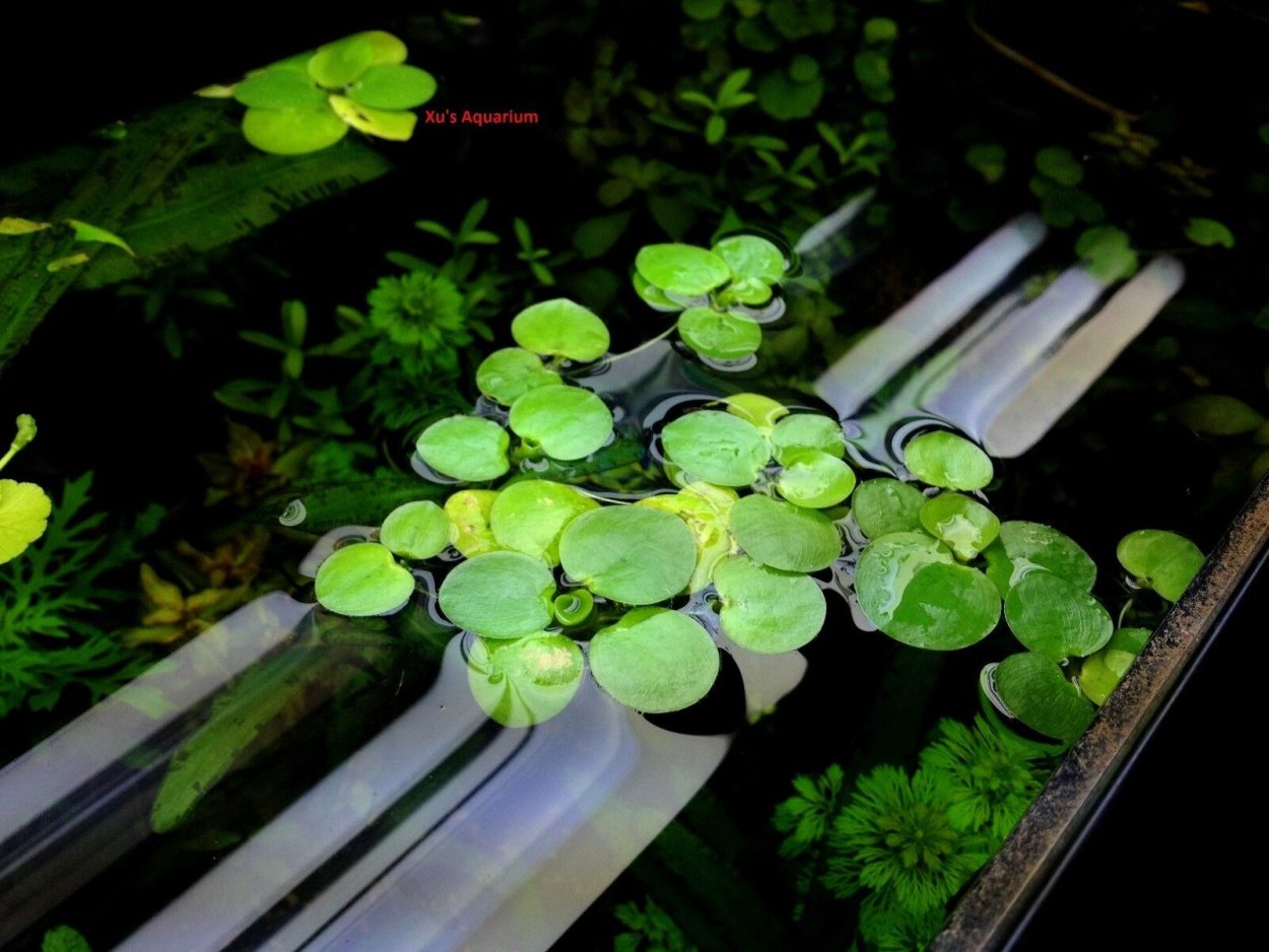 Растения для аквариума живые