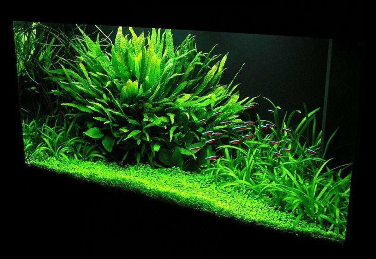 Стаурогин Порто Вельо