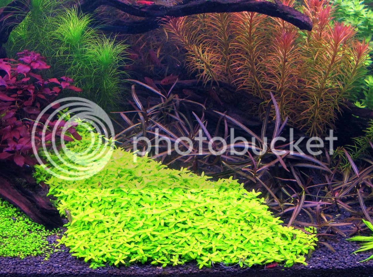 Повойничек трехтычинковый