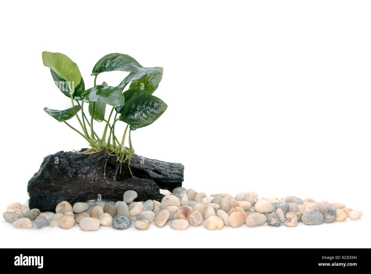 Анубиас чёрная галька пирамида в аквариум