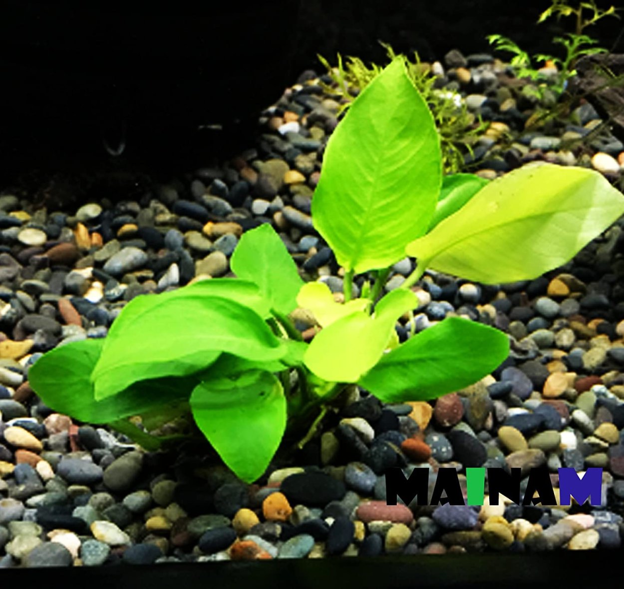 Anubias Nana "Golden Coin