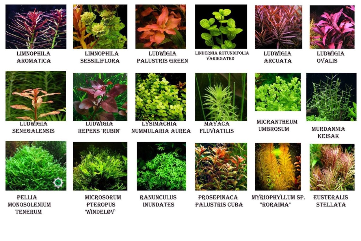 Определитель аквариумных растений