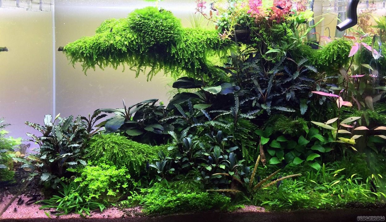 Гигрофила мраморная