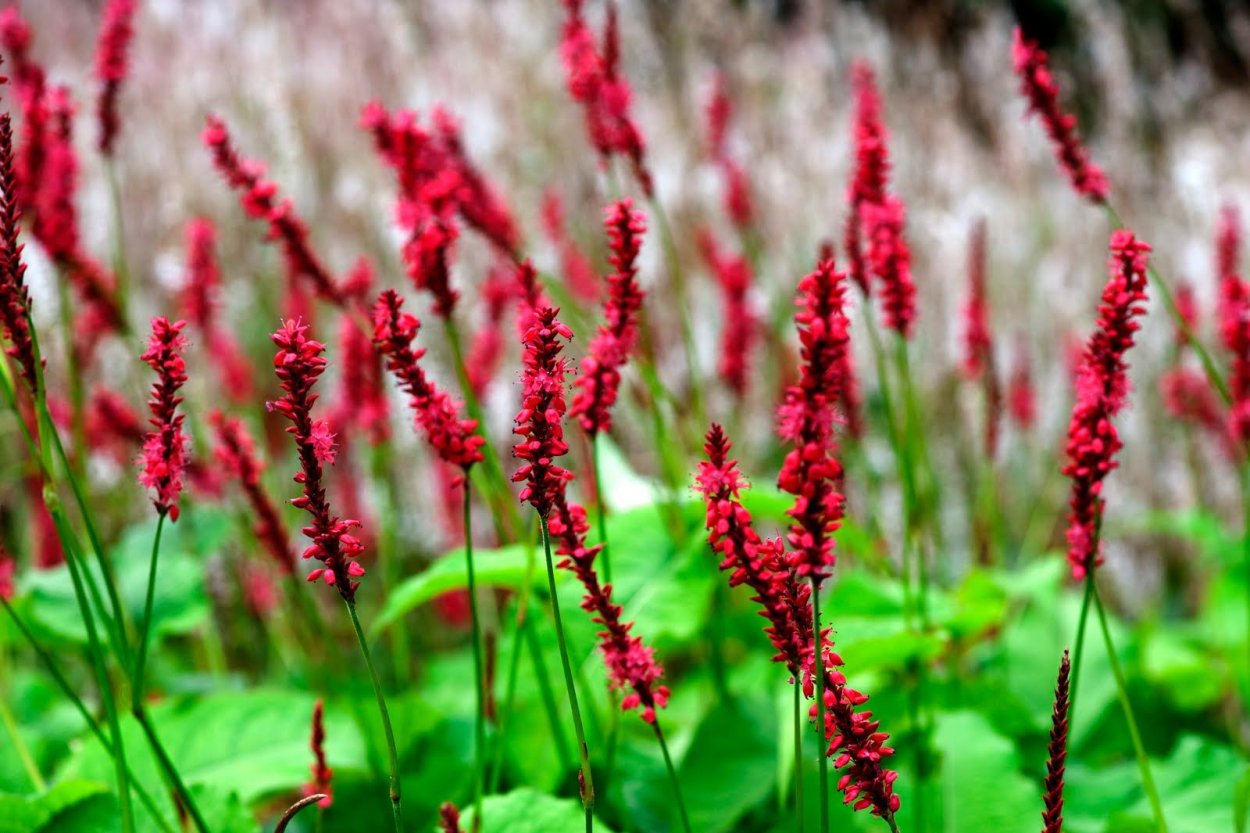 Горец свечевидный "Blackfield" (Persicaria amplexicaulis)